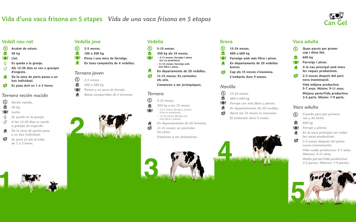 jaumeblanc-infografia-cicle-vida