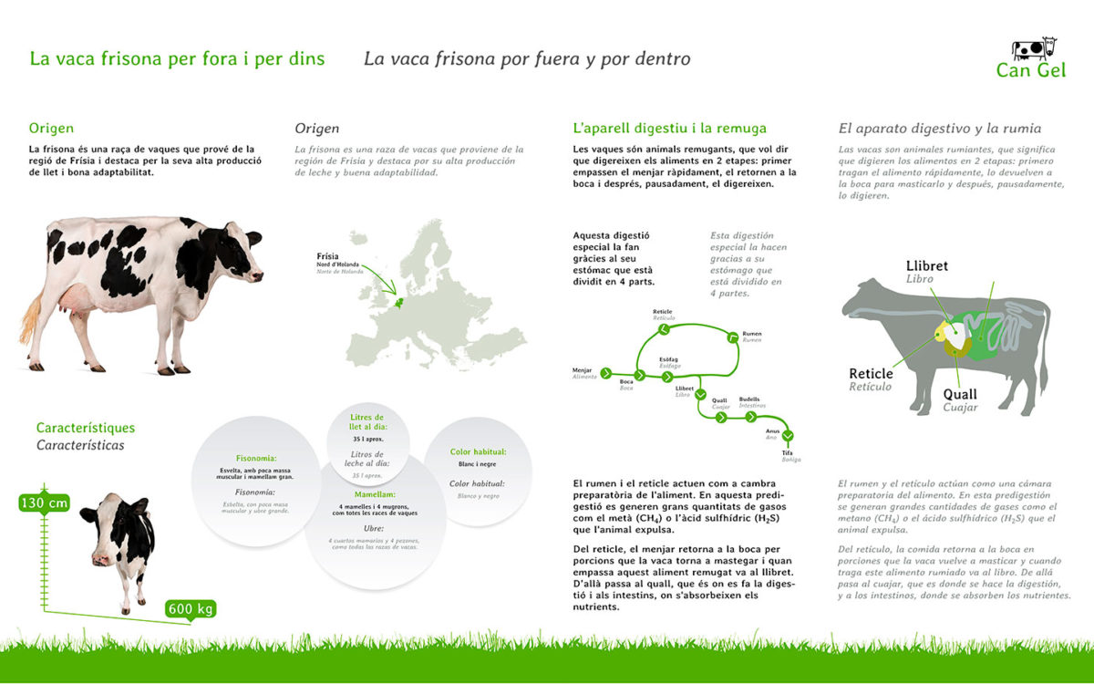 jaumeblanc-infografia-vaca-frisona